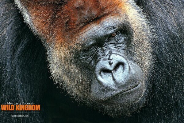 Potente Gorilla di King Kong