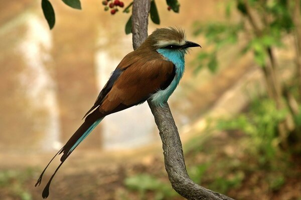 Exotic bird in the spring forest