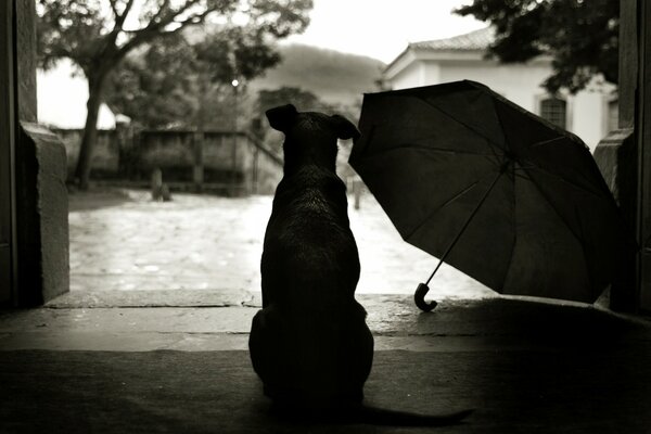 The dog watches the street near the umbrella