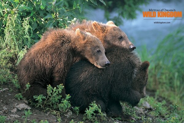 Tres osos descansando al aire libre