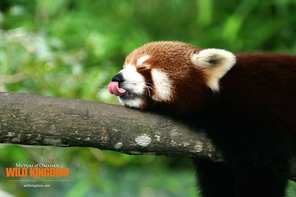 Wildlife Animals outdoors