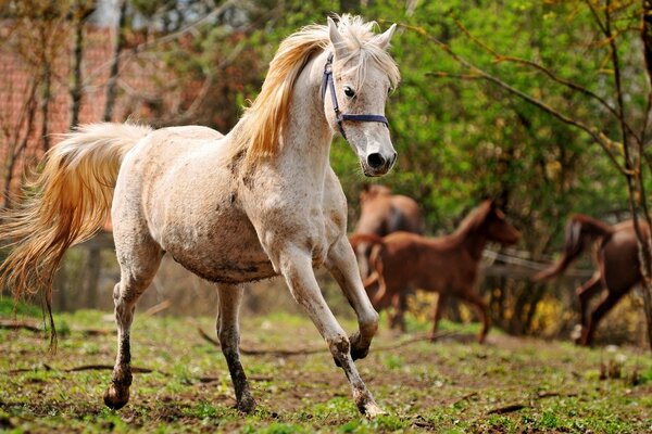 Caballo blanco corriendo por el bosque