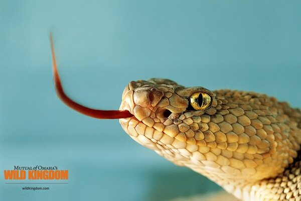 Cabeça de cobra escamosa com língua para fora