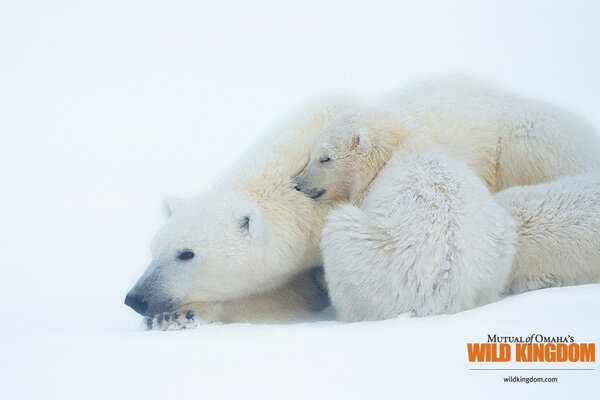 Der Winter ist frostig und Eisbären, sie sind Tiere