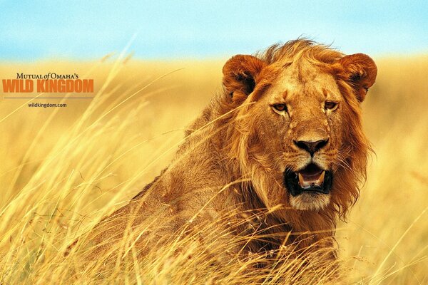 Lion assis dans l herbe haute