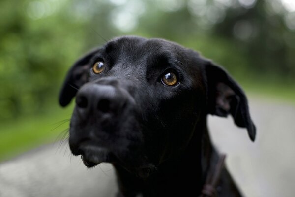 Cute brown-eyed black puppy
