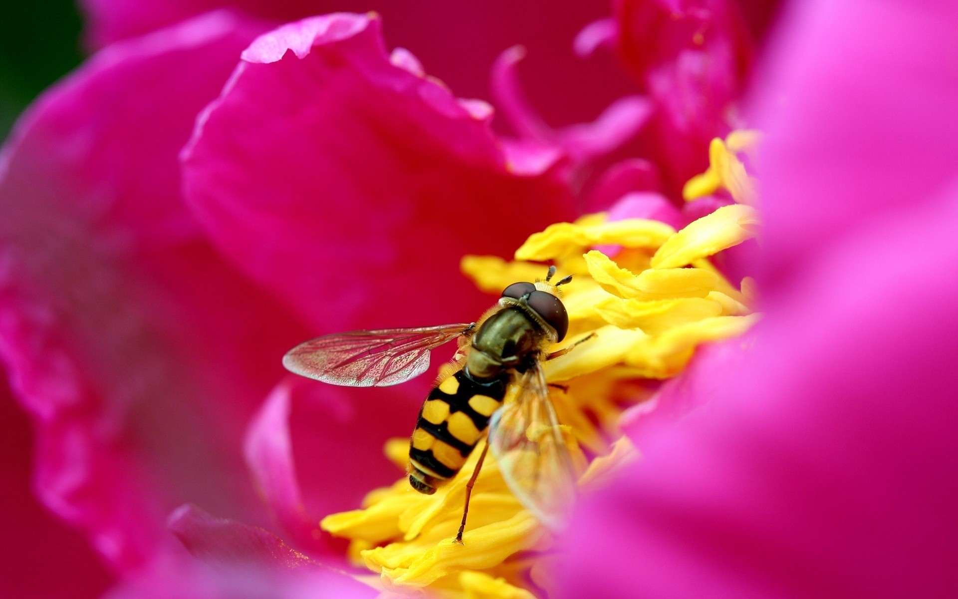 böcekler çiçek doğa böcek polen bahçe yaz renk arı yakın çekim flora petal açık havada yanında güzel sinek yaprak bulanıklık parlak