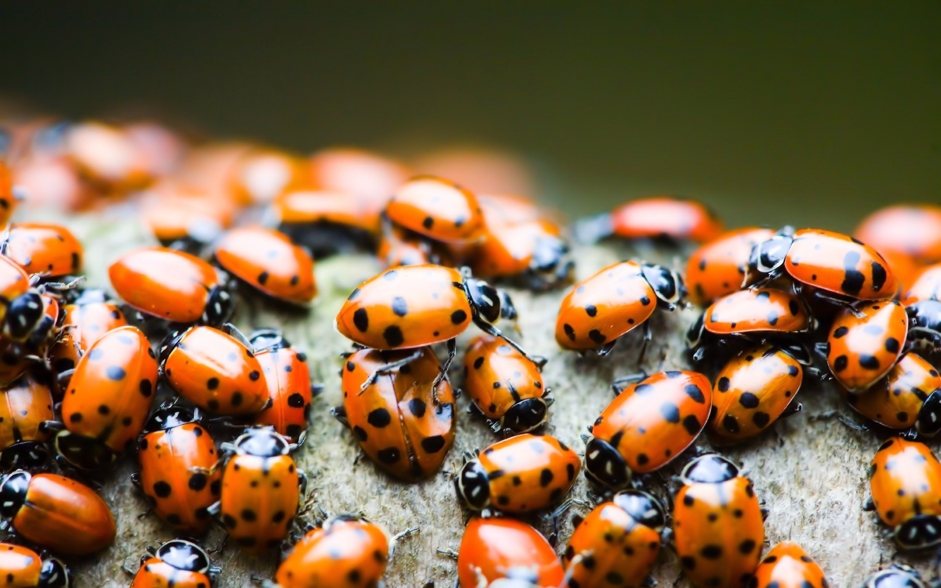 insetti coccinella insetto scarabeo biologia fauna selvatica piccolo invertebrati natura piccolo animale molti zoologia