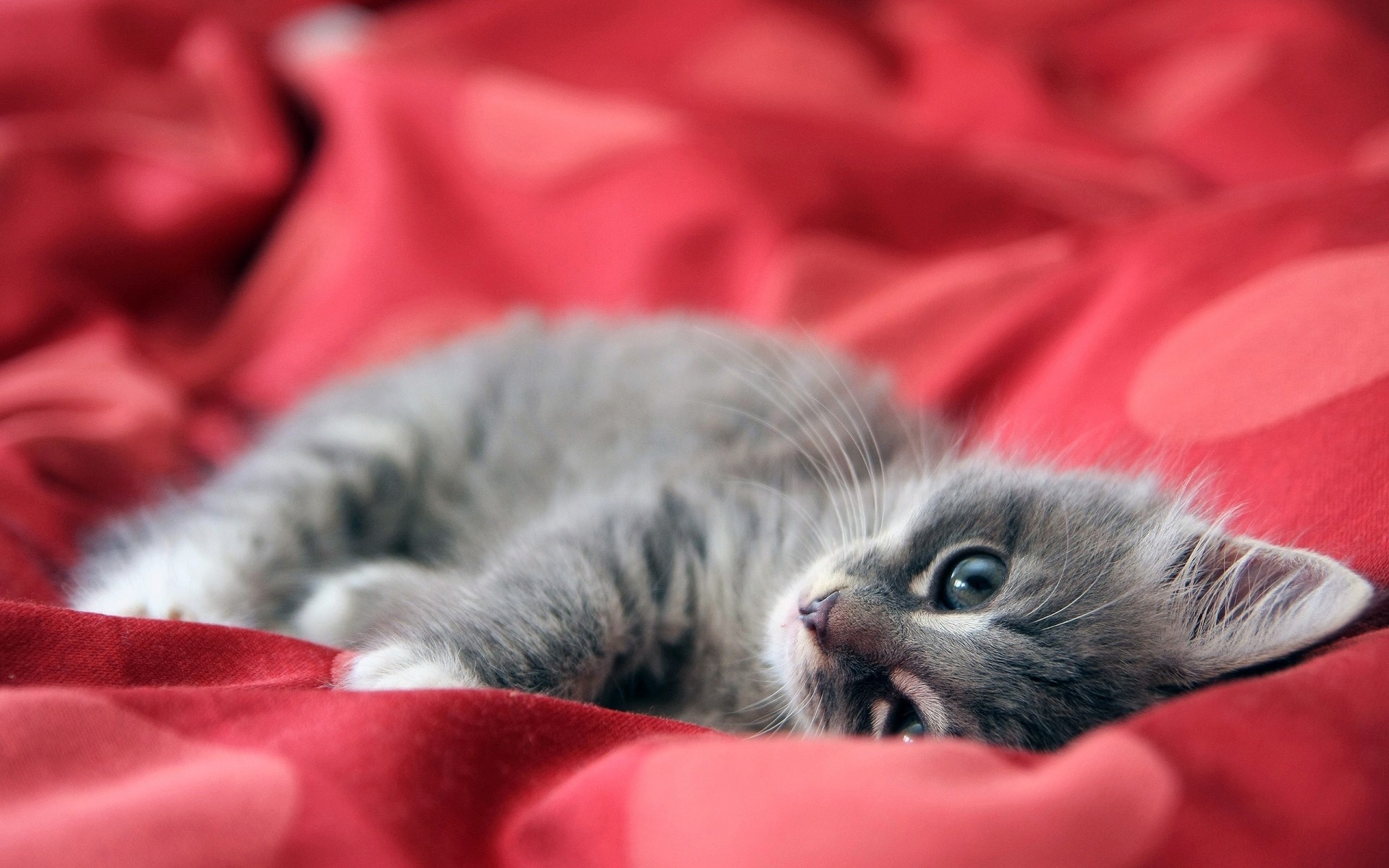 katze katze schlafen niedlich kätzchen haustier tier fell inländische wenig säugetier porträt kind auge schnurrbart jung liebenswert flaumig bett ein