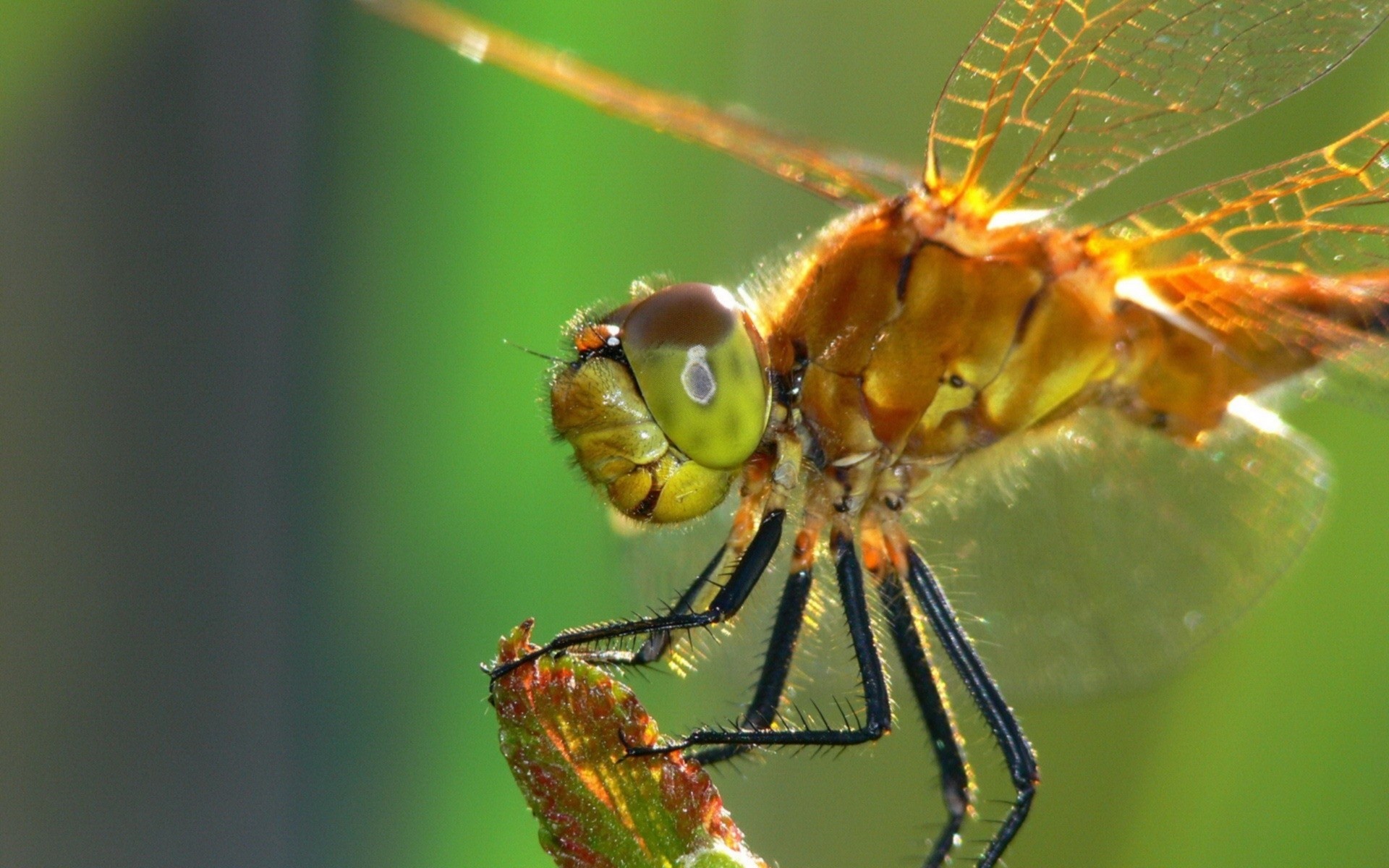 insetos inseto libélula aranha vida selvagem invertebrados animal natureza selvagem voar close-up