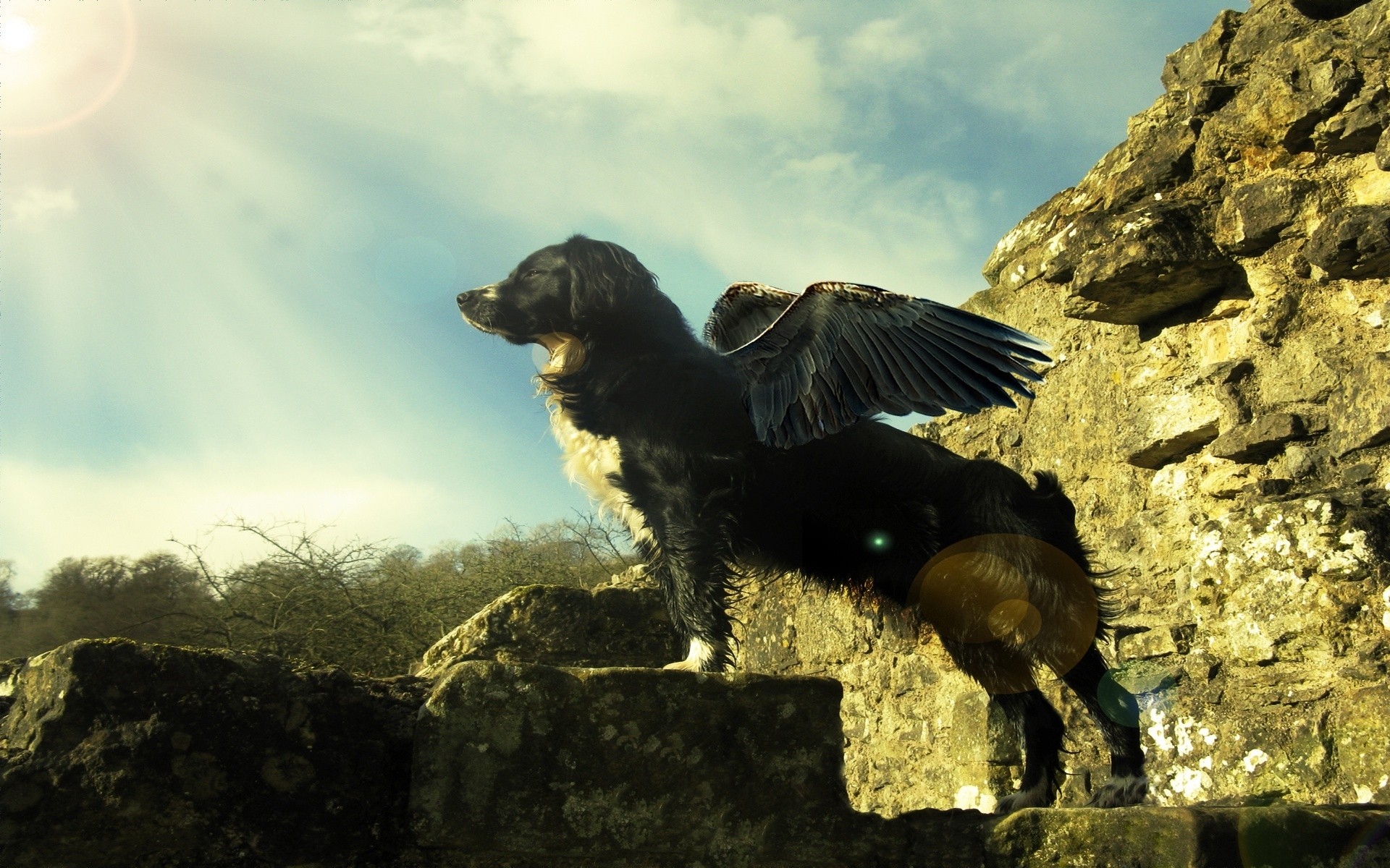 perros mamífero al aire libre animal solo naturaleza vista lateral