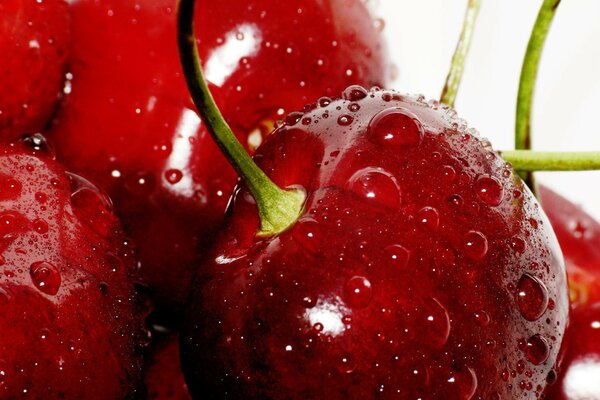 Baya de cereza con gotas de agua