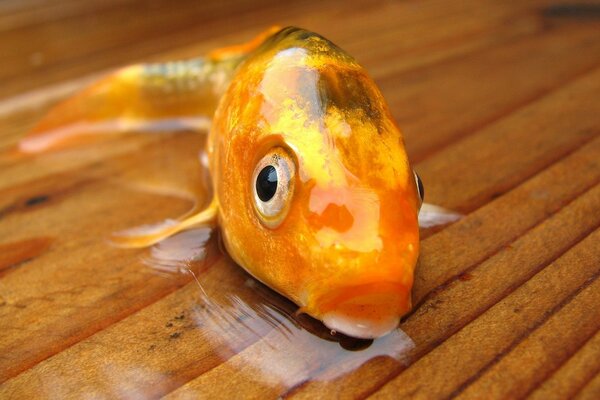 Fish without water on a woody background