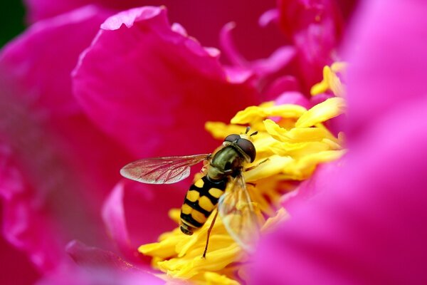 A bee in a flower collects nectar