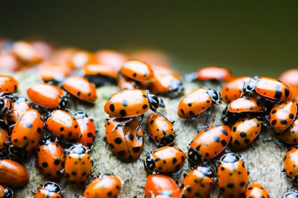 Insectos mariquitas en grandes cantidades