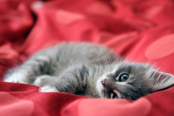 A kitten lying on a red blanket