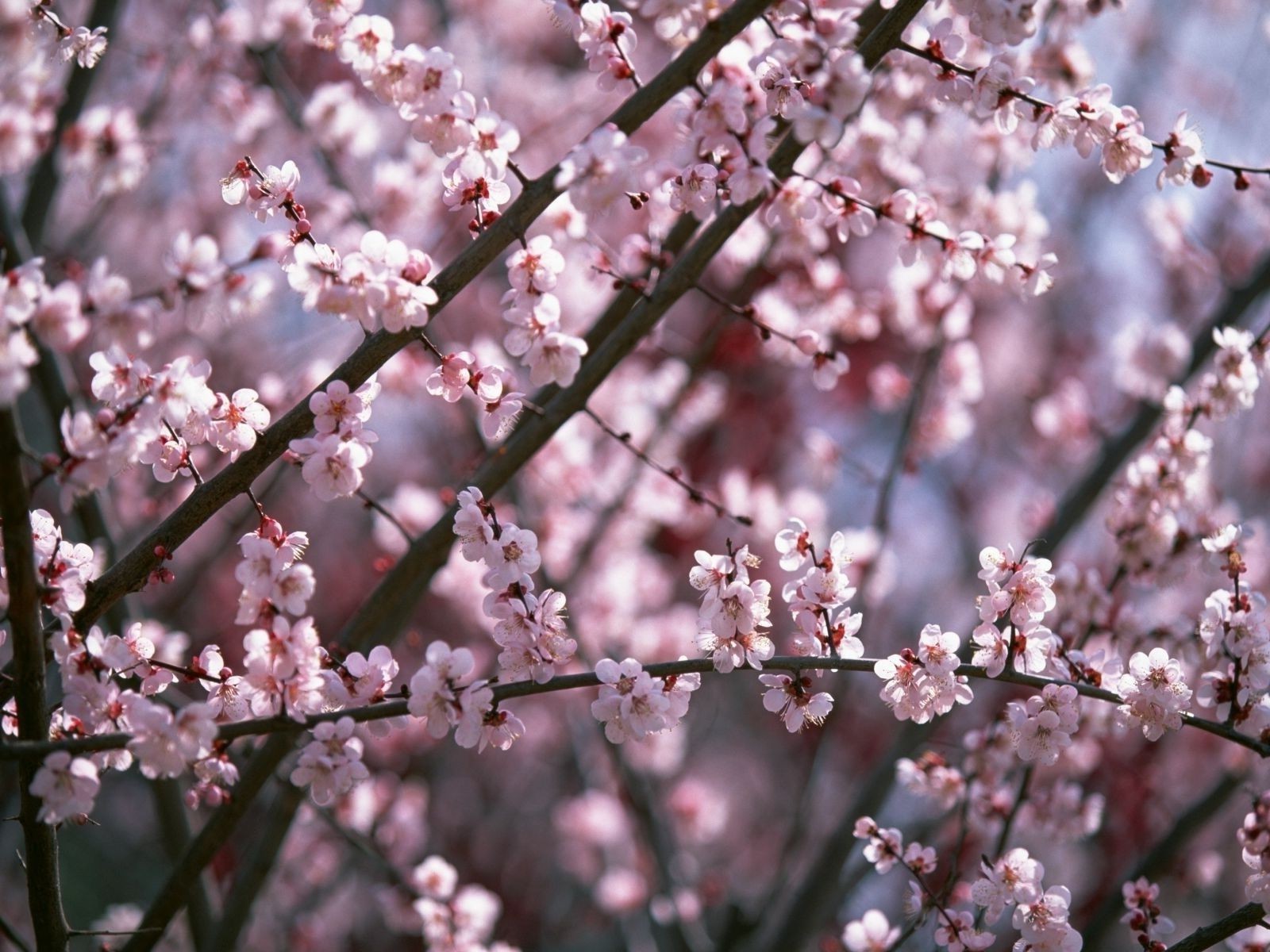 spring cherry flower tree branch nature plum season flora growth bud apple springtime blooming leaf apricot petal peach bright almond