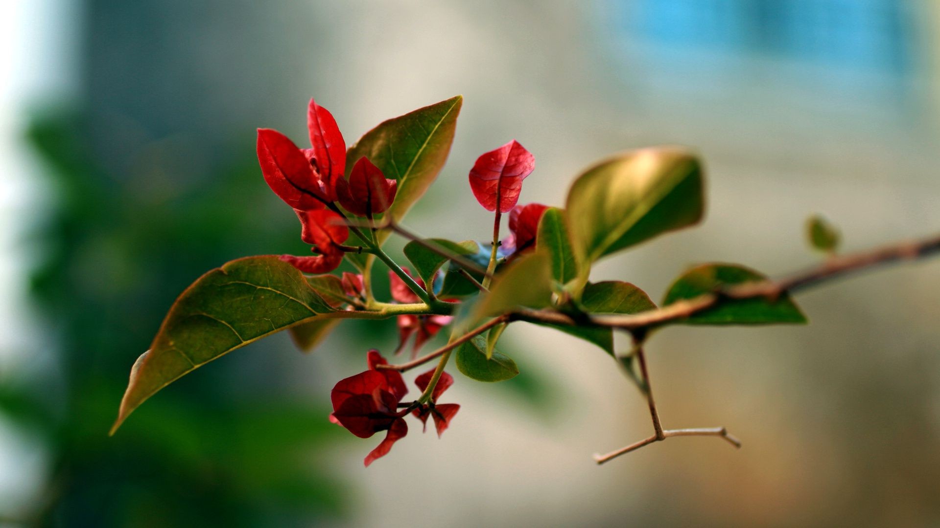 frühling blatt natur blume flora unschärfe baum garten zweig rose wachstum im freien