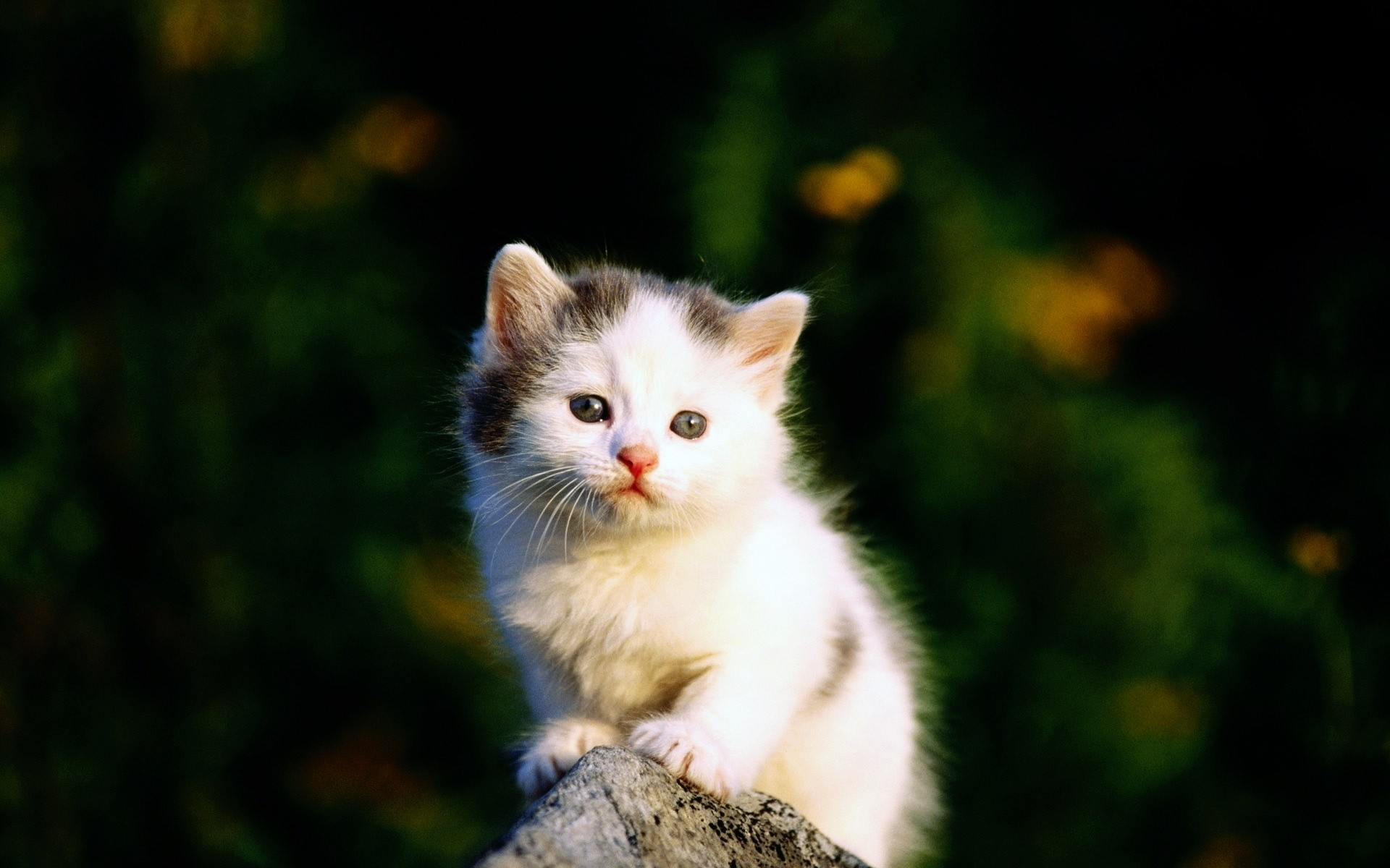 chats chat mignon oeil chaton animal peu fourrure mammifère nature animal de compagnie portrait jeune drôlement aperçu