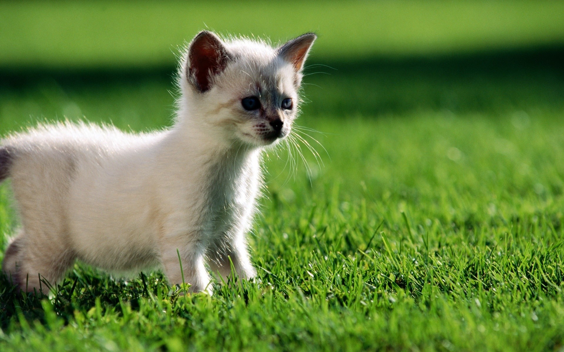 gatti erba animale carino animale domestico mammifero gatto piccolo pelliccia giovane domestico bambino ritratto natura occhio cane adorabile campo gattino fieno