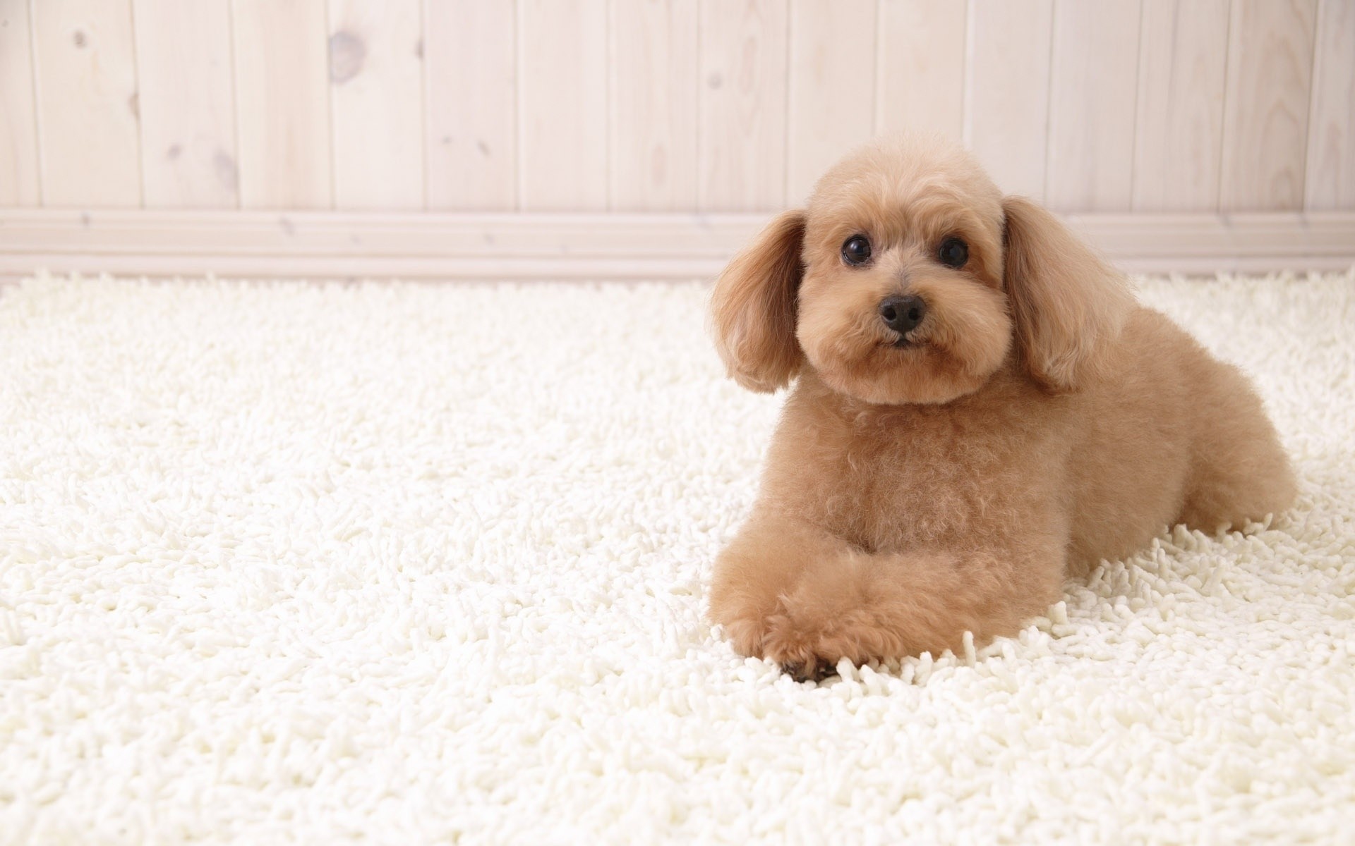 chien chien mammifère animal de compagnie mignon cynologue portrait chiot petit animal fourrure domestique un studio vers le bas race