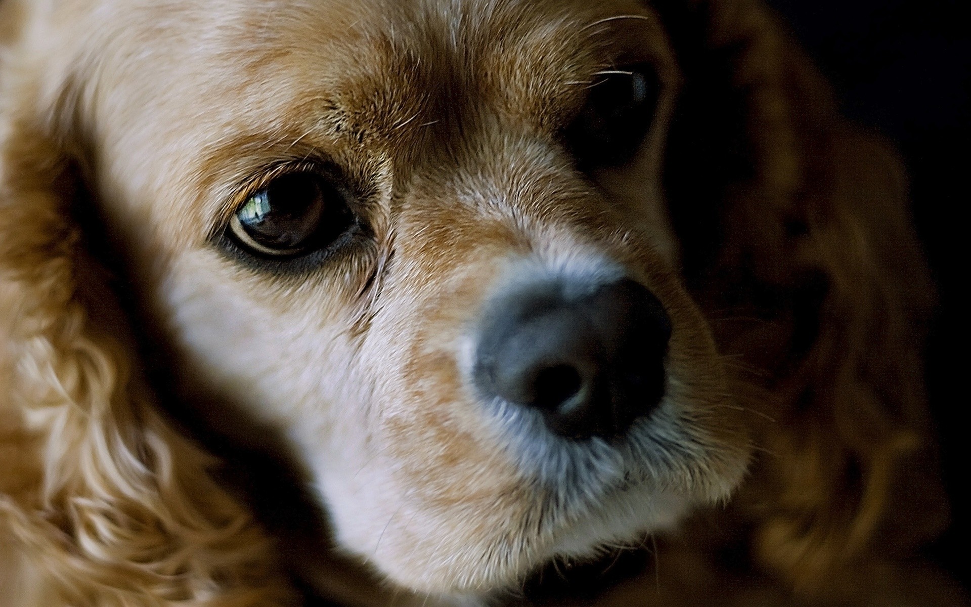 dogs dog canine pet puppy mammal cute animal portrait little adorable domestic breed purebred fur looking young hound pedigree eye