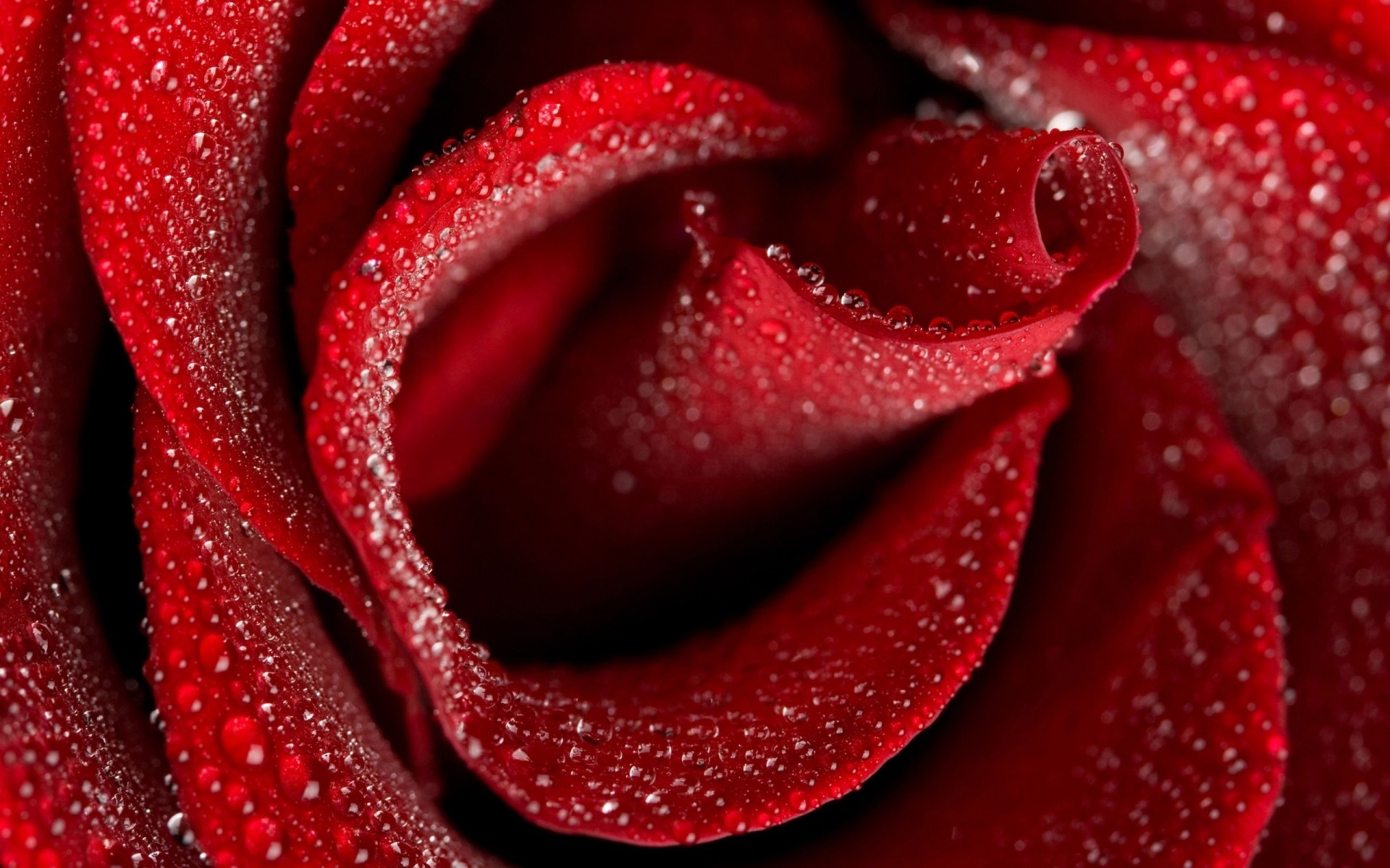 flowers flower color love rose desktop romance beautiful close-up