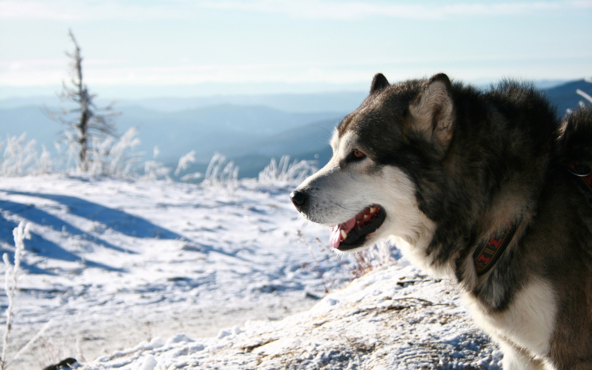 dogs winter snow frosty cold nature outdoors ice mammal sledge