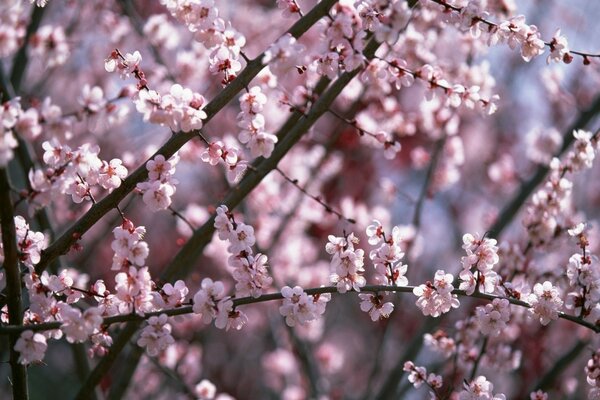 樱花。 美丽的粉红色花朵