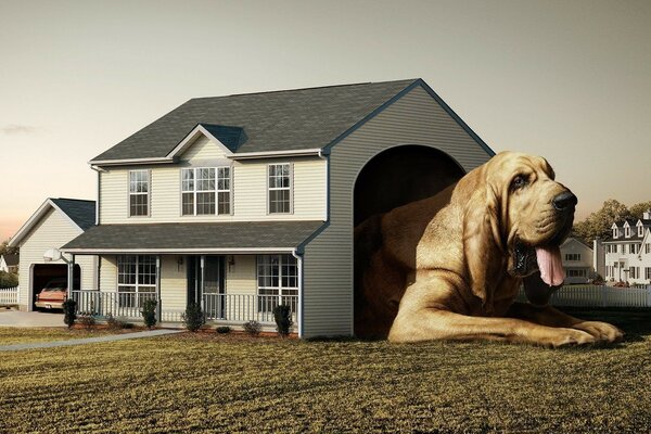 Enorme perro en la casa