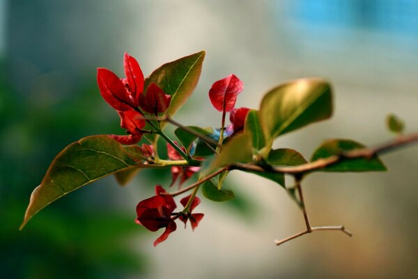 Ramo de árvore com folhas e flores