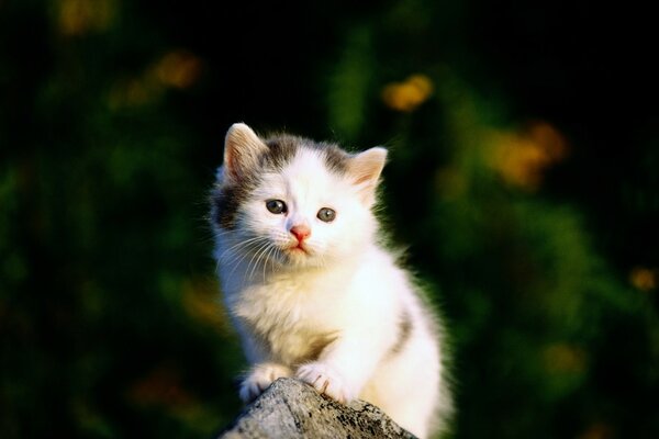 El pequeño gato se sienta en una piedra