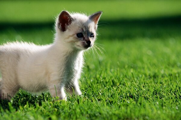Çimlerin üzerinde sevimli beyaz kedi