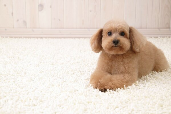 Cachorro de caniche yace en una alfombra blanca