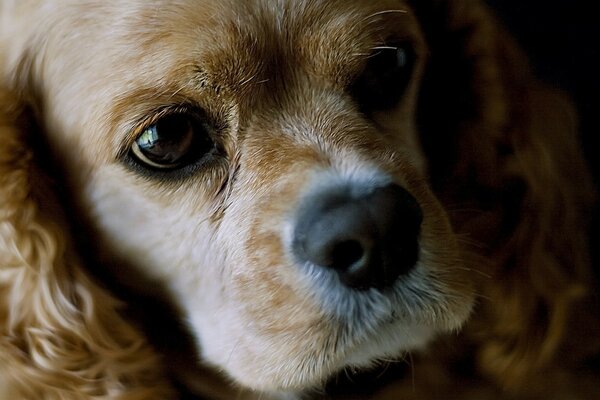 Cachorro de perro con grandes ojos tristes