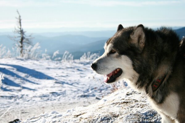 Kışın husky için don yoktur