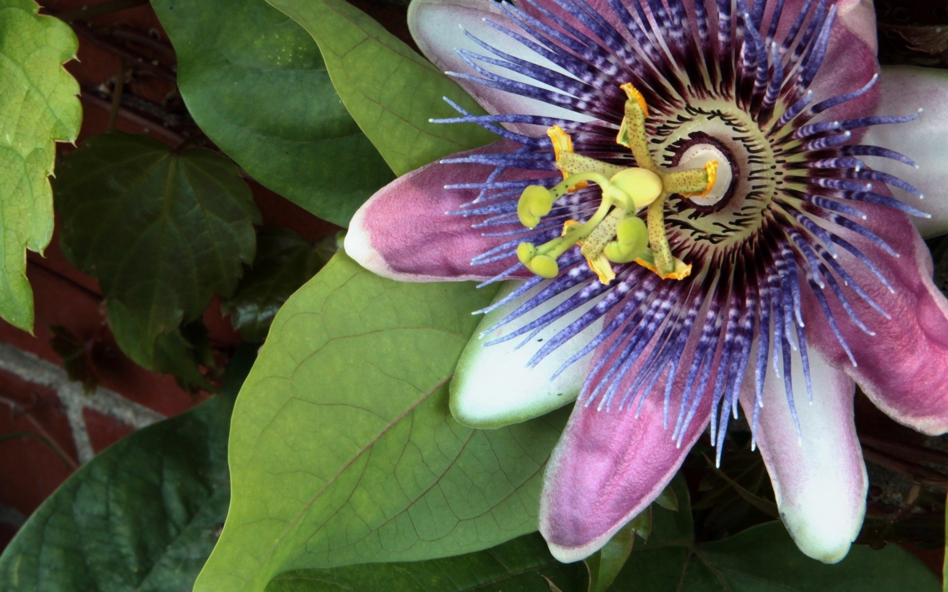 blumen natur flora garten schließen farbe blume sommer blatt tropisch schön