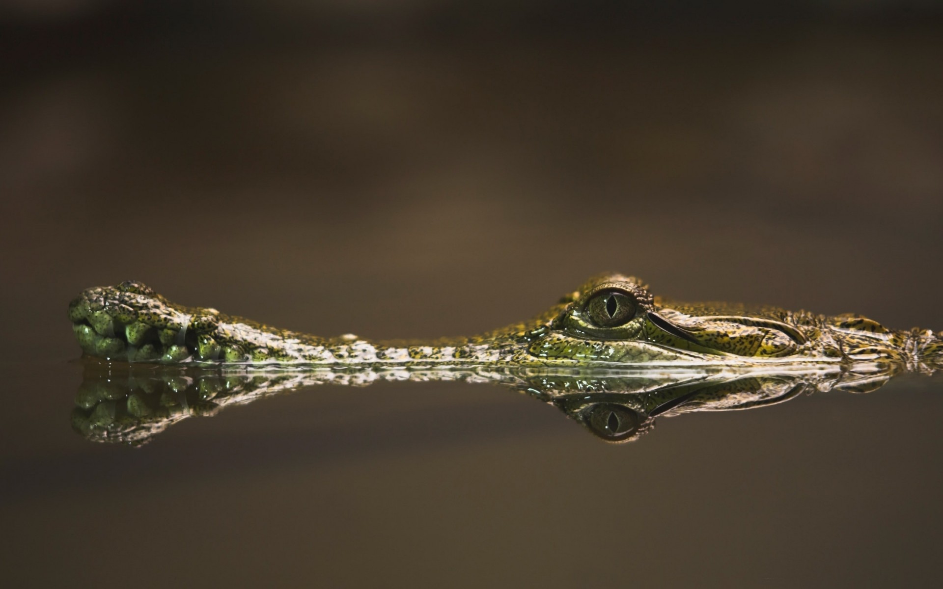 gady i żaby natura woda dzika przyroda na zewnątrz płazów żaba pojedynczy liść gadzina widok z boku owad zwierzę światło dzienne aligator krokodyl