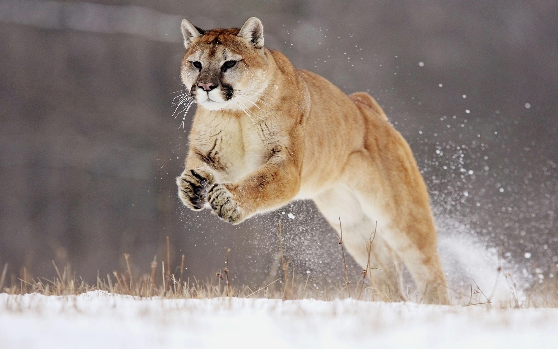 animaux chat mammifère la faune neige hiver nature à l extérieur animal prédateur portrait puma