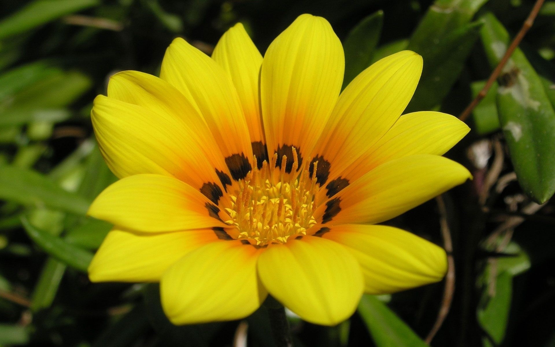 flowers nature flower flora garden summer petal blooming leaf color floral bright growth pollen