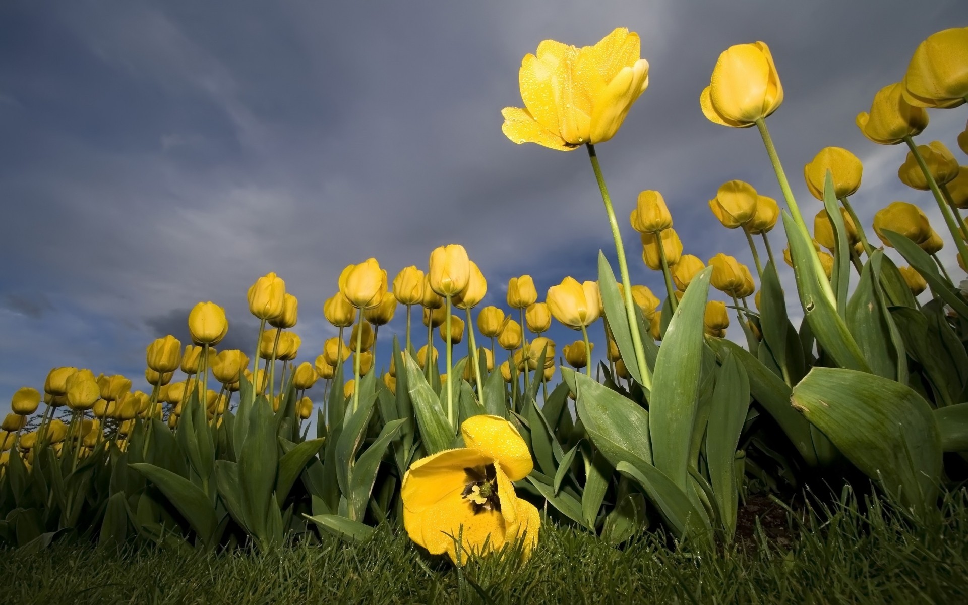 kwiaty kwiat natura tulipan flora ogród kwiatowy pole liść wielkanoc jasny trawa kolor sezon lato płatek bluming dobra pogoda na zewnątrz sianokosy