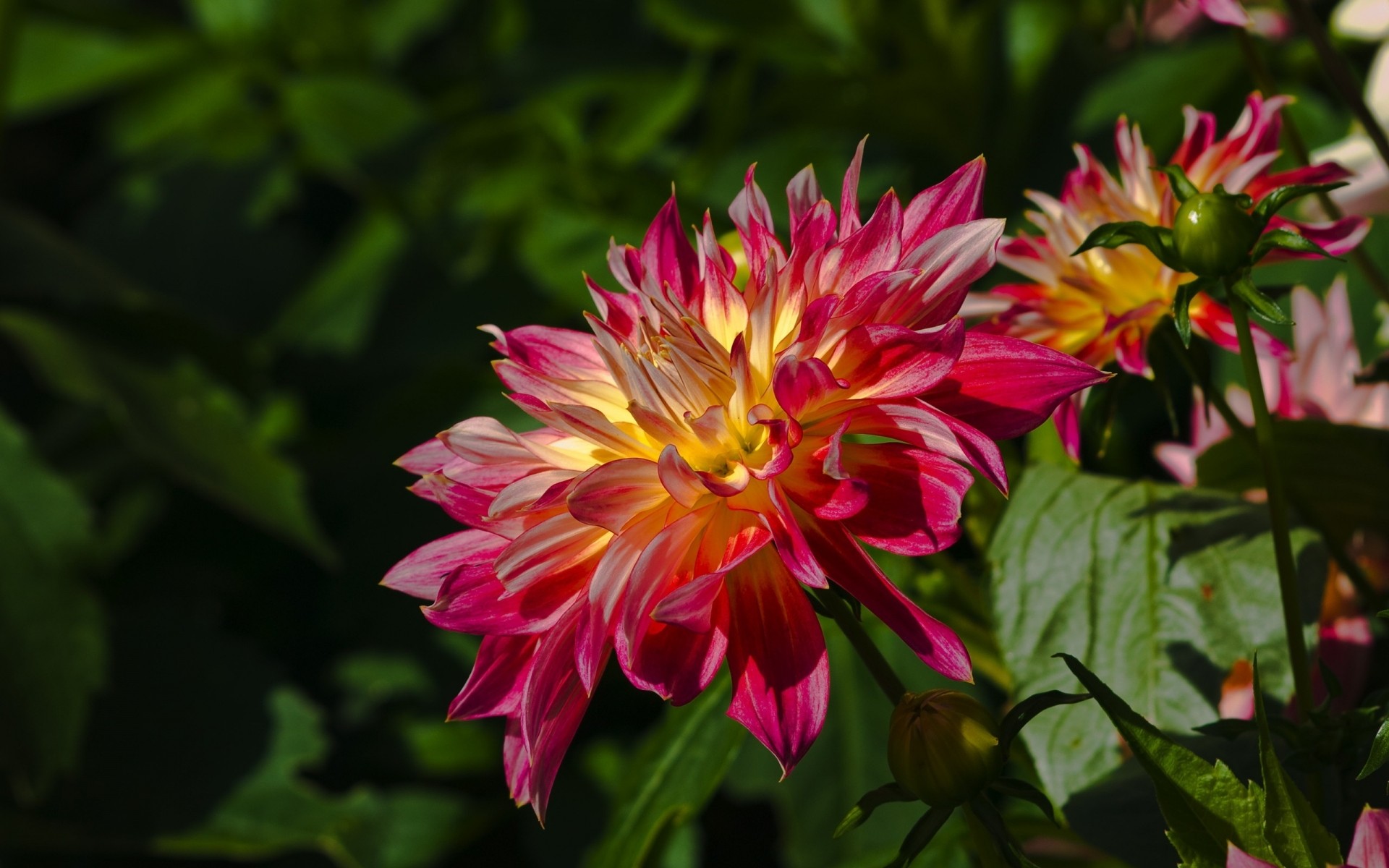 flores naturaleza flor jardín flora verano hoja pétalo floración color floral brillante hermoso crecimiento primer plano temporada al aire libre dahlia