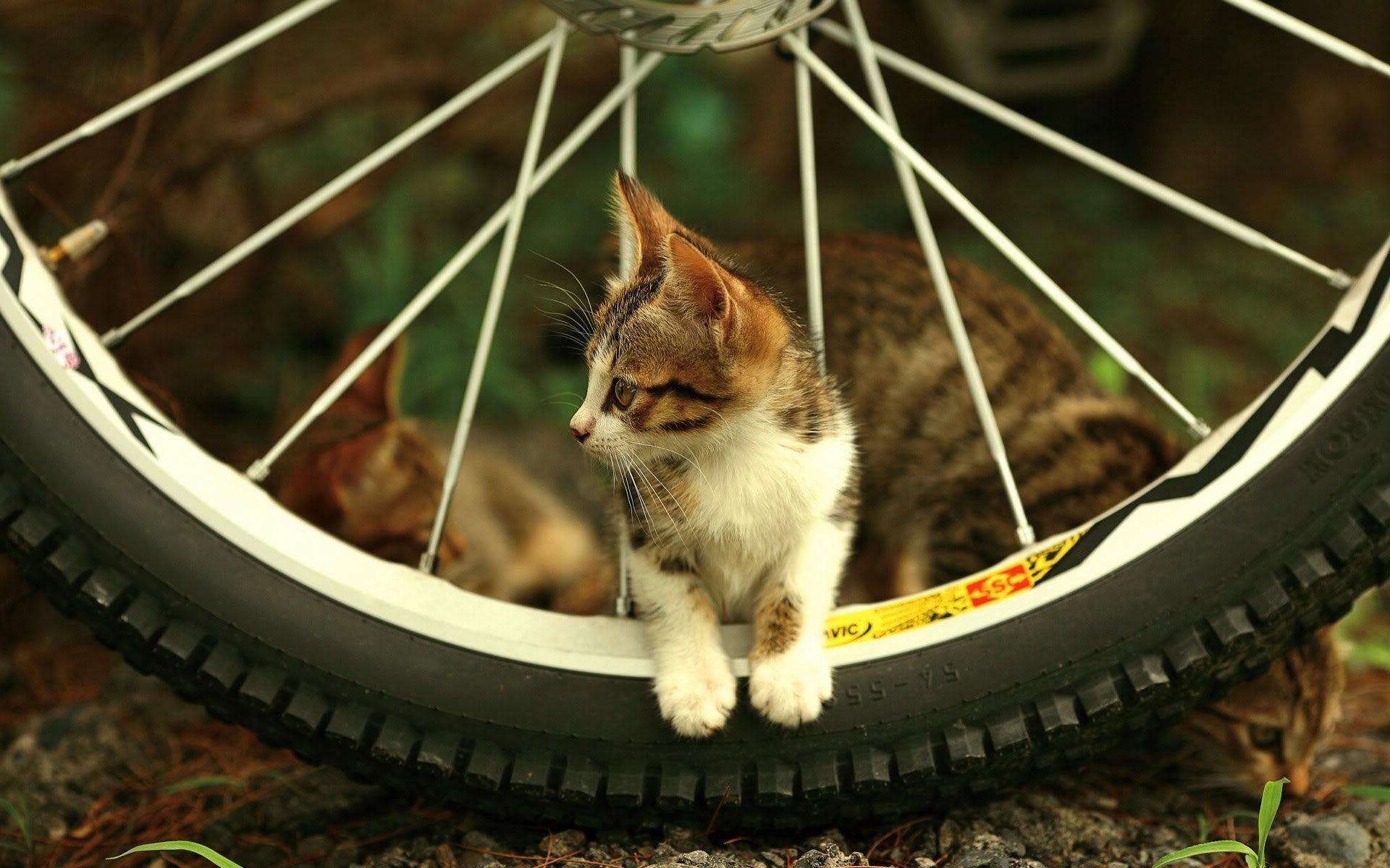 gatti carino piccolo gatto mammifero