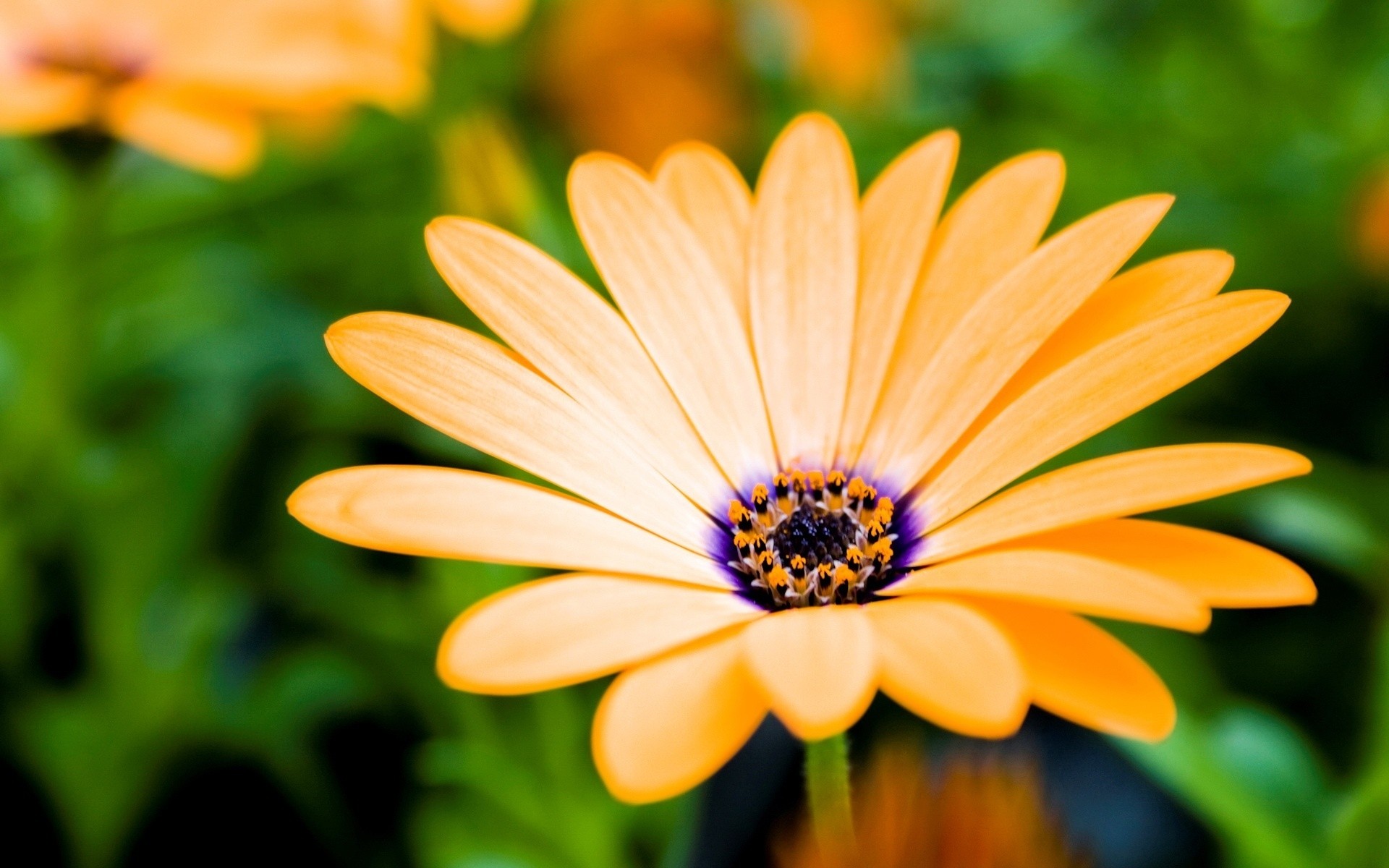 blumen natur blume sommer flora farbe garten blatt hell schön blütenblatt blühen