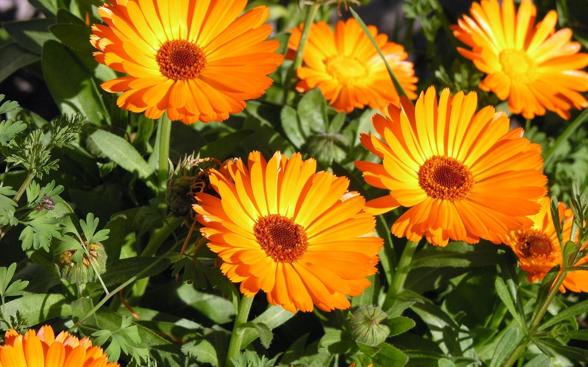 fleurs nature été fleur flore jardin feuille lumineux couleur pétale floral bluming beau temps saison