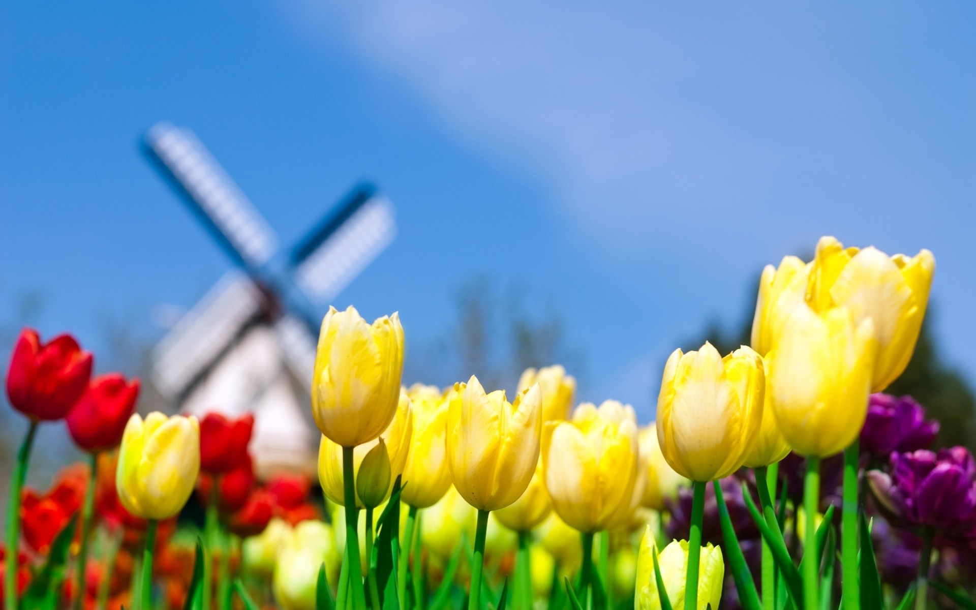 flowers nature easter tulip flower summer bright leaf garden grass field flora fair weather growth outdoors