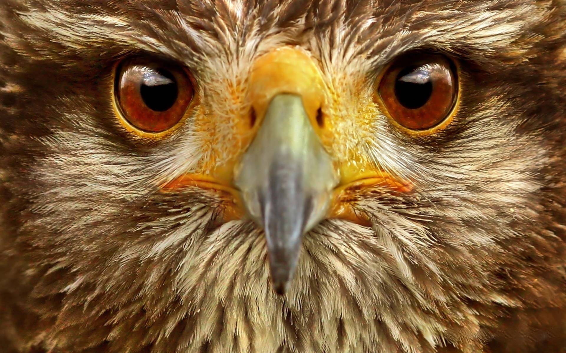 eagle raptor prey bird wildlife hawk falconry falcon beak eye predator feather hunter nature animal avian predatory wild