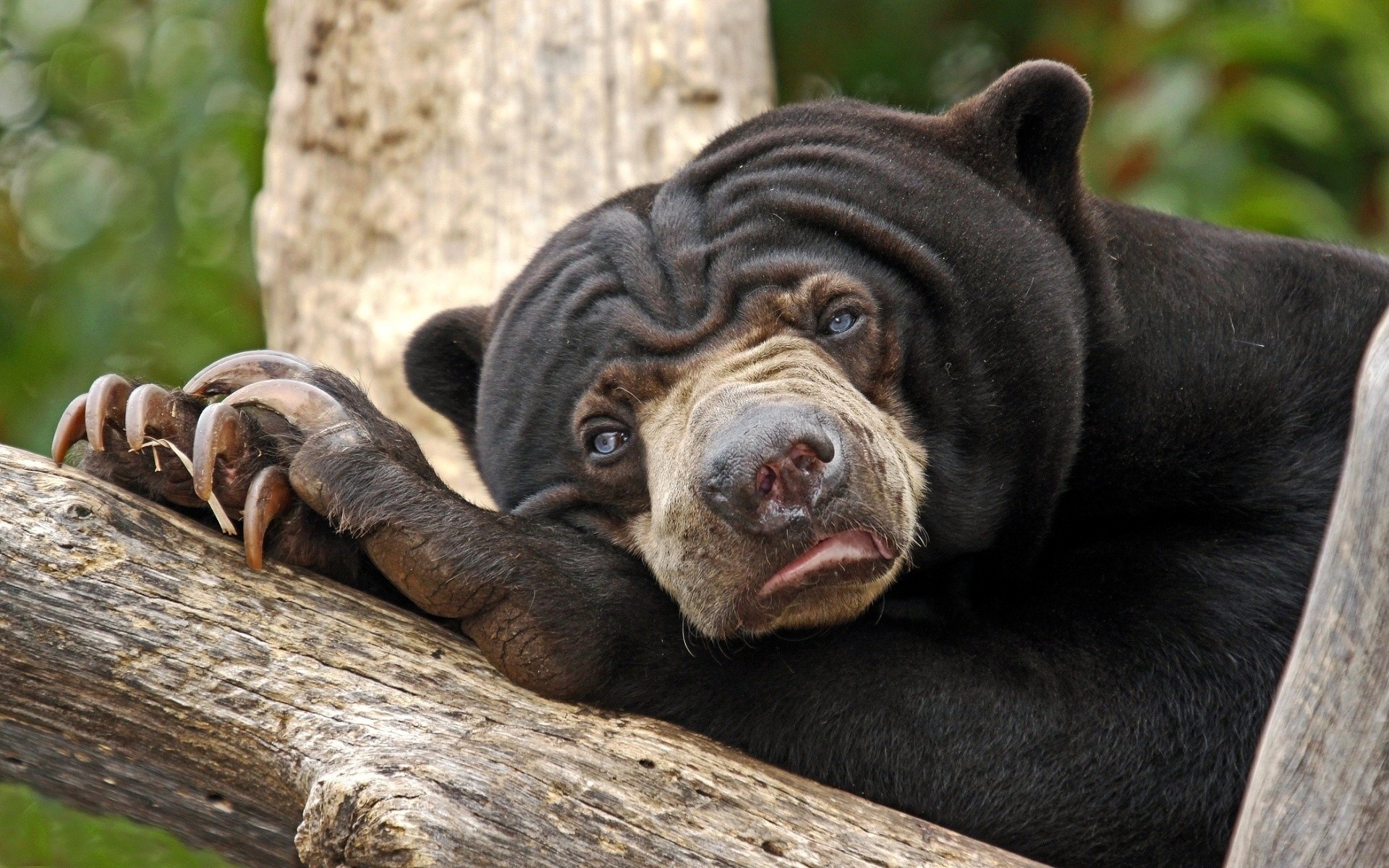 tiere säugetier natur tier tierwelt zoo holz niedlich wild fell porträt bär