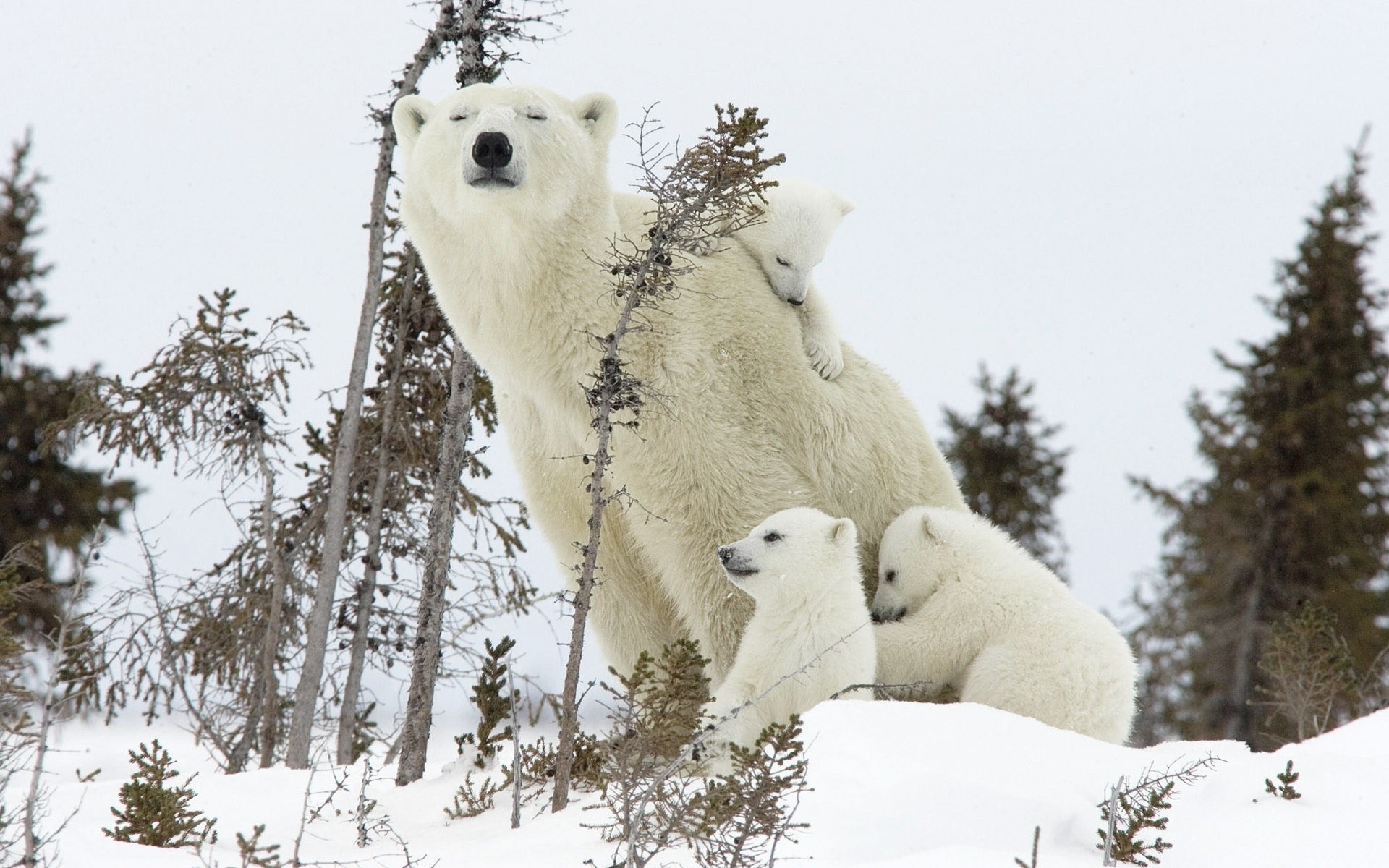 animals snow winter outdoors cold nature tree frosty frost mammal polar bear bear