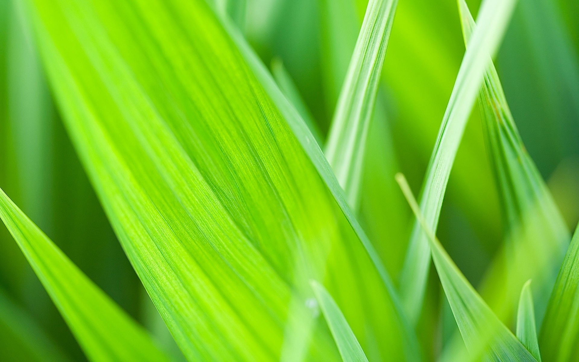 plantes feuille croissance flore luxuriante herbe nature écologie rosée jardin lame été environnement photosynthèse pluie environnement lumineux